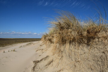 sand dunes on the beach