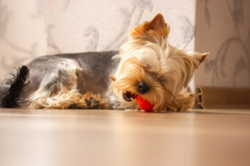 A small cute happy funny Yorkshire Terrier dog lies on a wooden parquet floor in the interior...