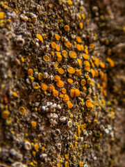 Taylor's Mistake 2022