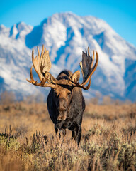 moose in the mountains