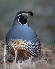 california quail