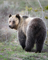 Fototapeta premium brown bear 