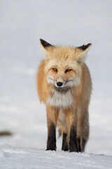 Obraz premium red fox 