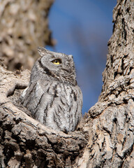 screech owl