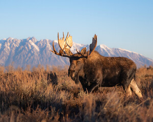 moose in the mountains