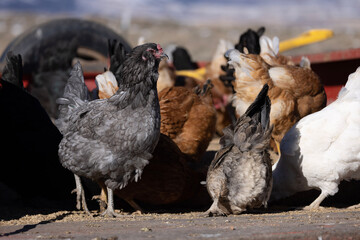 chickens on a farm