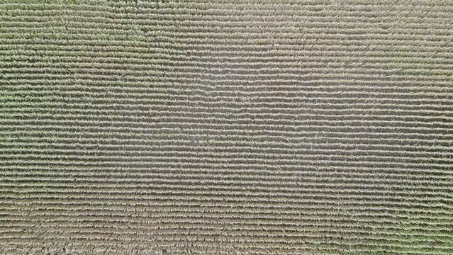 Aerial drone overhead view of corn crop rows moving in the wind in late summer, sideways motion