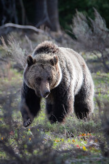 Plakat brown bear cub