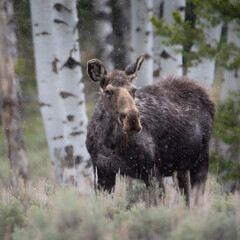 moose in the woods