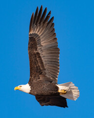 american bald eagle