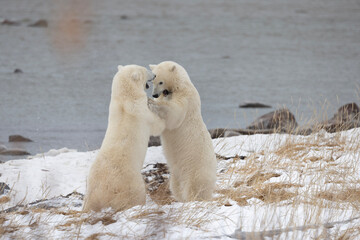 polar bears fighting