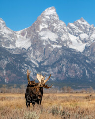 bull moose in mountains