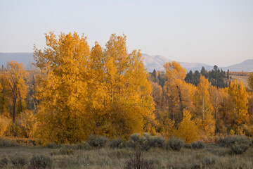 Obraz premium autumn in the forest