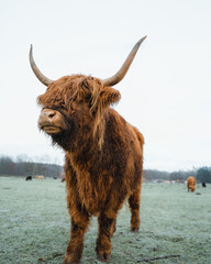 Scottish Higlander Calf Cattle on a field ecological farm 