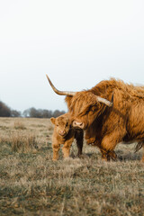 Scottish Higlander family, calf and mother on a field ecological farm  - obrazy, fototapety, plakaty