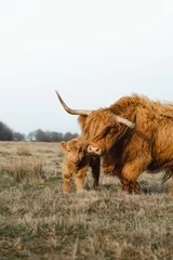 Cercles muraux Highlander écossais Scottish Higlander family, calf and mother on a field ecological farm 
