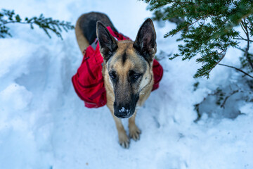 Portrait of backpacking German Shepherd dog with frozen hair,  sunrise in the background while hiking in snowy mountains, Snoqualmie Pass, Washington