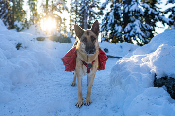 German Shepherd dog standing on a snow covered trail at sunrise