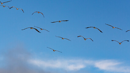 Loose formation of seagulls flying away