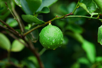 Close-up view of fresh lime with water drops  on tree branch	
