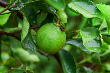 Close-up view of fresh lime with water drops  on tree branch	