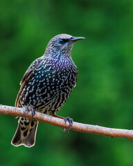 Starling on a Limb
