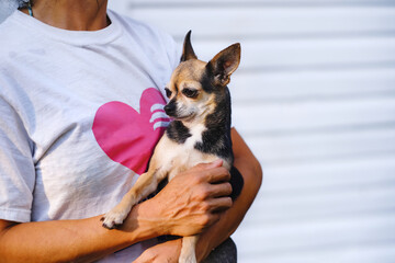 Woman wearing pink heart t shirt and holding her cute Chihuahua pet dog against white wall. Copy space.