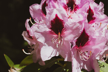 Pink blooming flowers among green leaves of oleander tree, bush. Nerium oleander in full bloom - an...