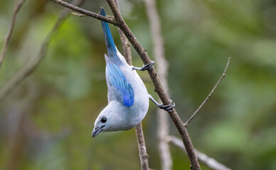 Very beautiful bird, Blue-gray Tanager (Thraupis episcopus) perched on a tree branch