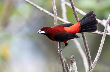 Very beautiful bird,  Crimson-backed Tanager (Ramphocelus dimidiatus)
