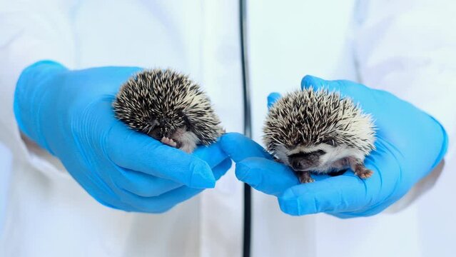 hedgehog health.prickly pets in the hands of a veterinarian in blue medical gloves.African pygmy hedgehogs in the hand of a doctor.Medicine for animals.Examining Baby hedgehog 