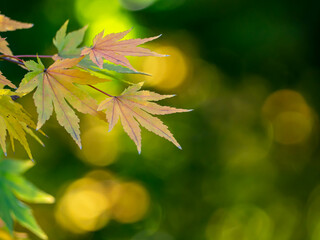 背景をぼかした紅葉した葉のクローズアップ