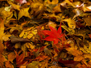 地面に落ちた色とりどりに紅葉した葉
