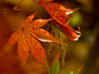 背景をぼかした紅葉した葉のクローズアップ