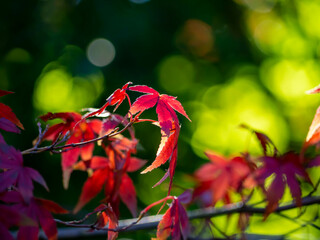 背景をぼかした紅葉した葉のクローズアップ