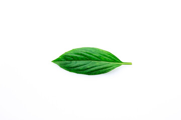 Fototapeta na wymiar Single Green fresh basil leaf isolated on white background.