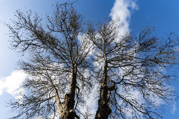 Upward shot of bare tree with blue sky