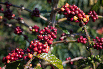 Cherry Coffee on the tree