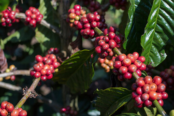 Fototapeta premium Cherry Coffee on the tree