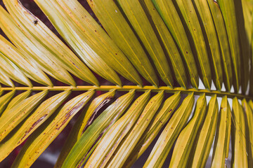 close-up of Majesty palm frond (Ravenea rivularis) under the sunlight