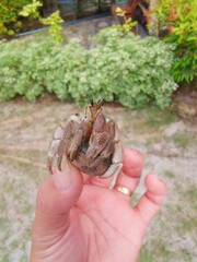 crab in hand