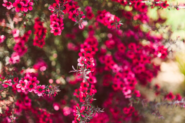 close-up of pink flowers flom a New Zealand Tea Bush plant with dark leaves