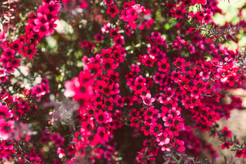 Fototapeta premium close-up of pink flowers flom a New Zealand Tea Bush plant with dark leaves