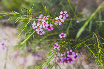 native Australian Geraldton waxflower plant in beautiful tropical backyard