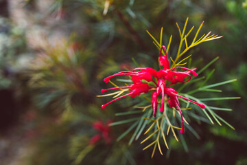 native Australian grevillea bon accord plant with red flowers outdoor in beautiful tropical backyard