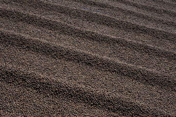 coffee beans are being dried