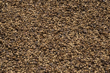 coffee beans are being dried