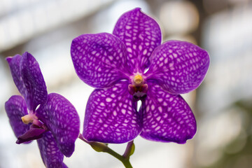 Growing purple orchid flowers in white spots in a botanical garden. Growing exotic Phalaenopsis flower full bloom. Blooming flowers pistil stamen in a tropical greenhouse, jungles. Floral wallpaper.