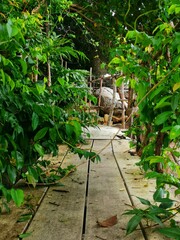 garden with trees