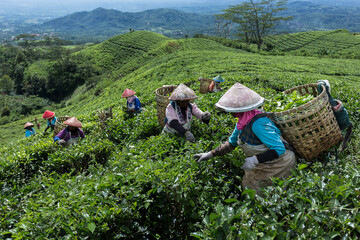 tea pickers are picking tea with a beautiful view